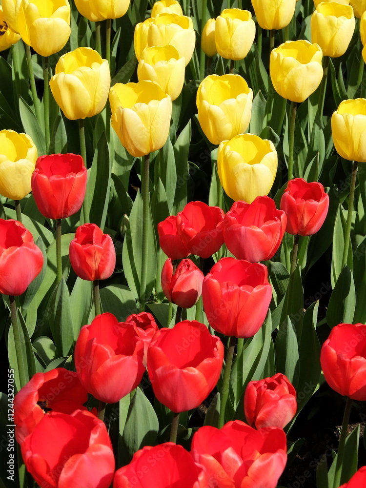 Close-up of beautiful red and yellow tulip flowers in full bloom. A field of red and yellow tulips in Keukenhof garden, Lisse, the Netherlands, Europe. Close-up of beautiful red and yellow tulip flowers in full bloom. A field of red and yellow tulips in Keukenhof garden, Lisse, the Netherlands, Europe.