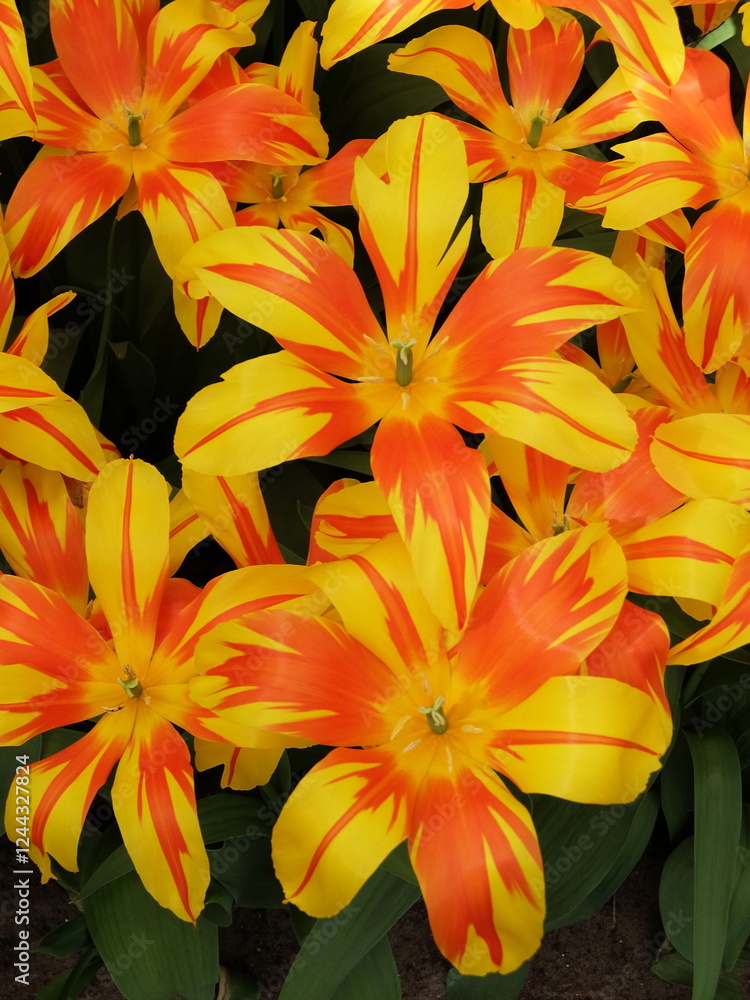 Fototapeta premium Close-up of beautiful red and yellow tulip flowers in full bloom. A field of red and yellow tulips in Keukenhof garden, Lisse, the Netherlands, Europe.