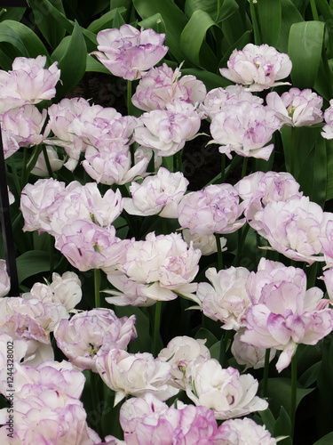 Close-up of beautiful white tulip flowers in full bloom. A field of white tulips in Keukenhof garden, Lisse, the Netherlands, Europe.