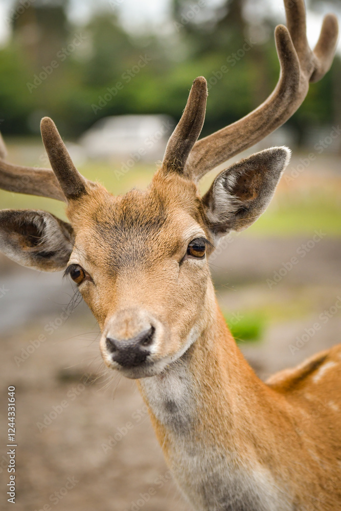 The fallow deer walking around its enclosure on safari. Free-roaming animals in the safari park. The fallow deer walking around its enclosure on safari. Free-roaming animals in the safari park.