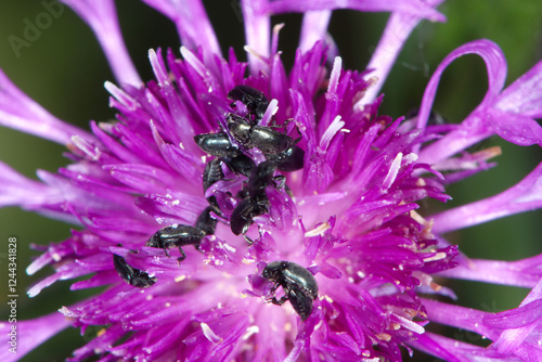 Rapsglanzkäfer; Meligethes aeneus F., Flockenblume photo