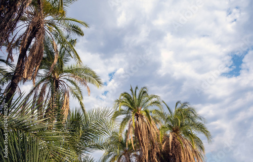 Wallpaper Mural Palm trees against blue cloudy sky background. low angle view Torontodigital.ca
