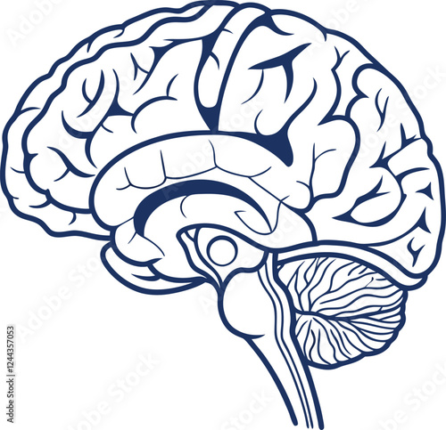 Human brain vector hand drawn. Vector anatomy illustration of the human brain. Brain vector art with white background.