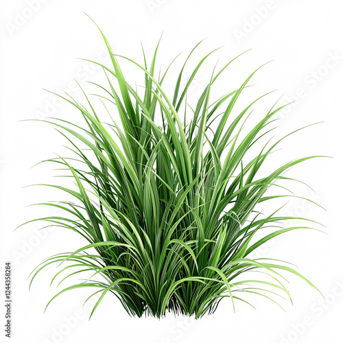 Lush clump of vibrant green, slender-leaved grass, densely packed and radiating outwards on a clean white background.