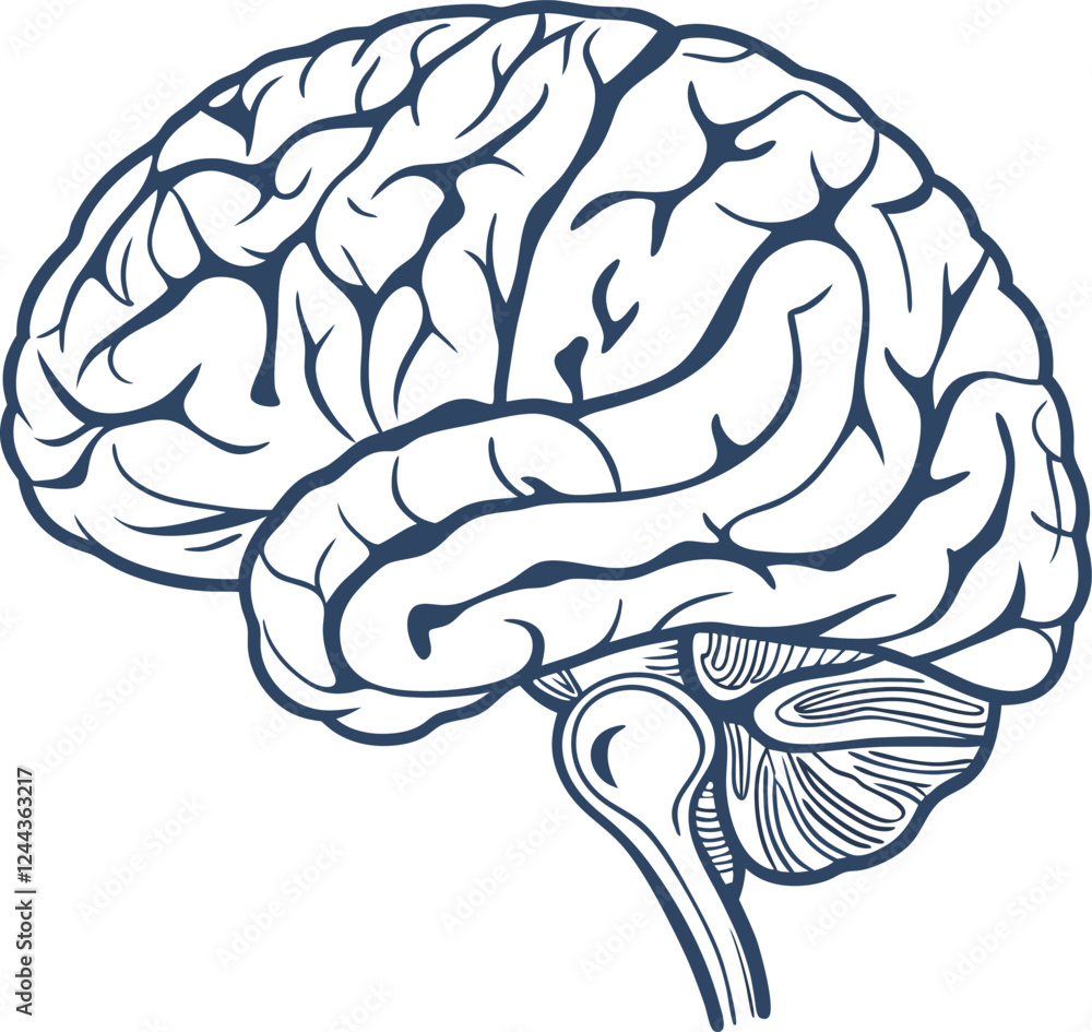 Obraz premium Human brain vector hand drawn. Vector anatomy illustration of the human brain. Brain vector art with white background.