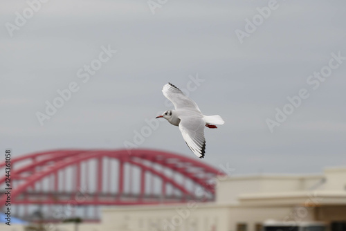 神戸のメリケンパークにやってきたかもめが空を舞う photo