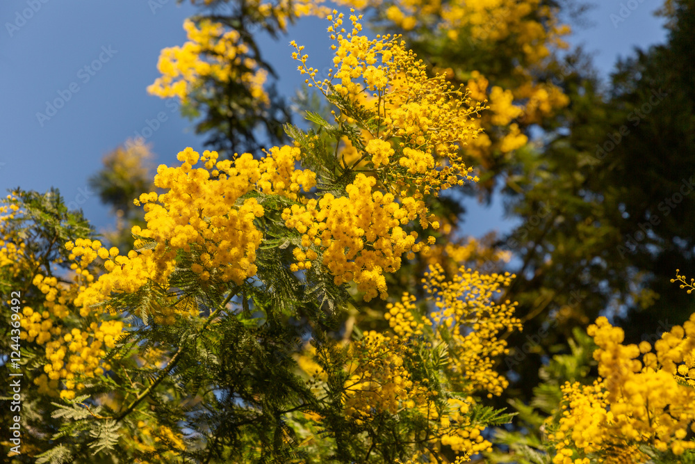 Mimosa ensoleillé en gros plan sur fond de ciel bleu Mimosa ensoleillé en gros plan sur fond de ciel bleu