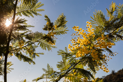 Branches de mimosa sur fond de ciel bleu avec soleil