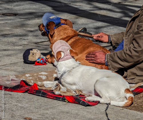 A man combs his dressed homeless puppies lying with on the street. Animal loyalty and affection