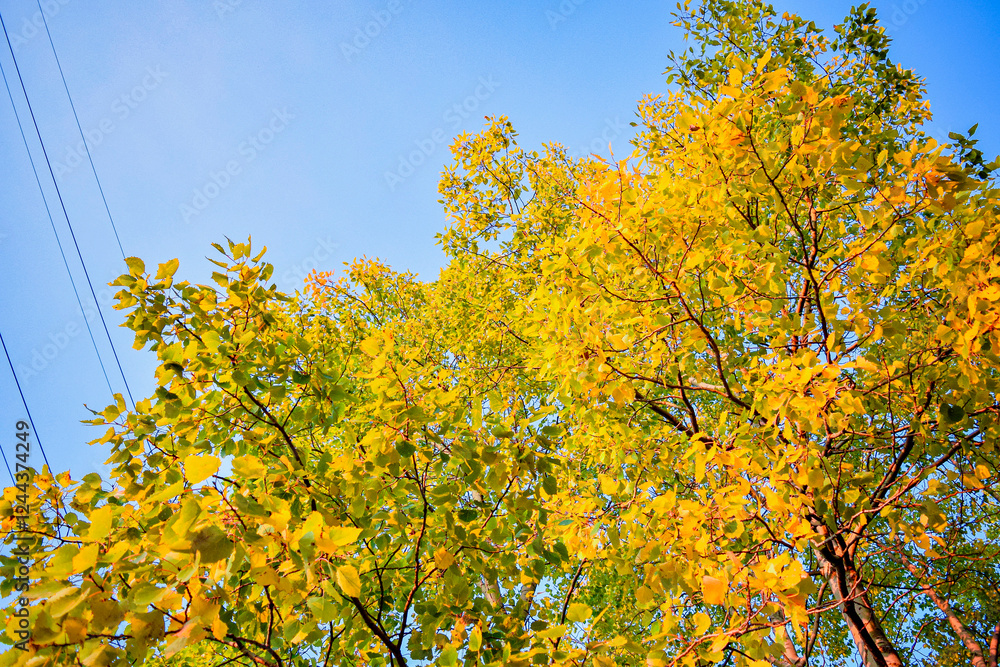 Vibrant changing green yellow tree leaves against a clear blue sky background with power lines. Outdoor nature background with foliage in fall of autumn on a bright warm sunny day in the afternoon. Vibrant changing green yellow tree leaves against a clear blue sky background with power lines. Outdoor nature background with foliage in fall of autumn on a bright warm sunny day in the afternoon.