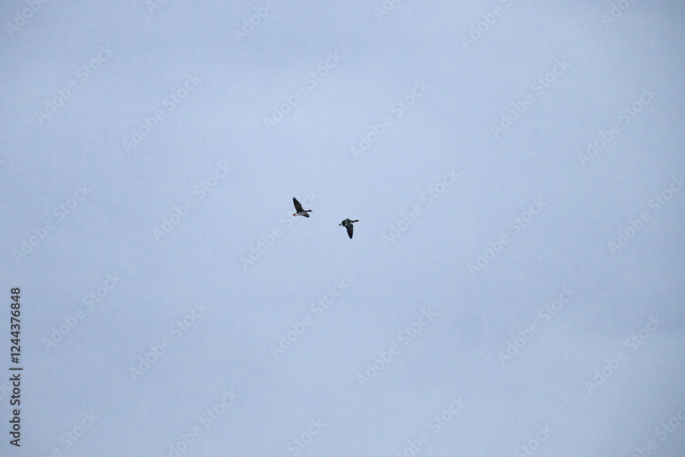 Two geese flying in a cloudy sky in Alaska Two geese flying in a cloudy sky in Alaska