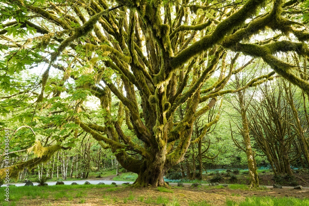 custom made wallpaper toronto digitalUSA, Washington State, Olympic National Park, Crescent Lake. A huge bigleaf maple tree stands near Crescent Lake.