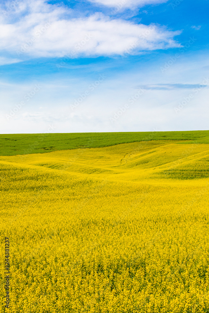 USA, Washington State, Palouse, Colfax. Canola, rapeseed fields. Cruciferous plant family. USA, Washington State, Palouse, Colfax. Canola, rapeseed fields. Cruciferous plant family.