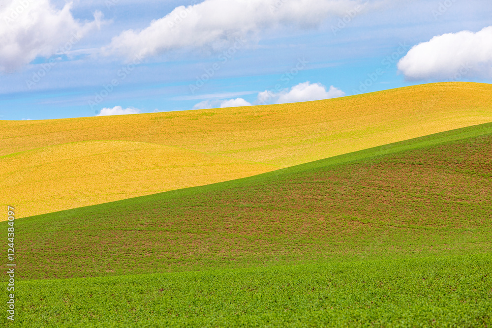 Obraz premium USA, Washington State, Palouse, Colfax. Rolling wheat fields.