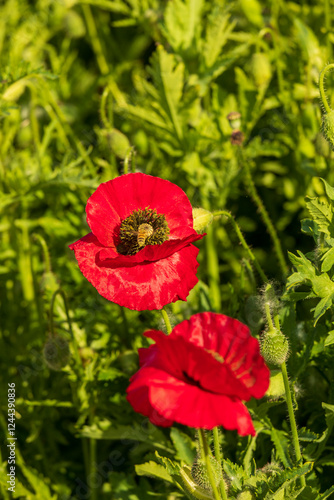 USA, Washington State, Palouse, Colfax. Variety of colored poppy flowers grow...