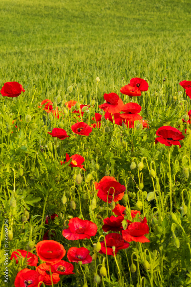 Obraz premium USA, Washington State, Palouse, Colfax. Variety of colored poppy flowers growing in the green wheat.