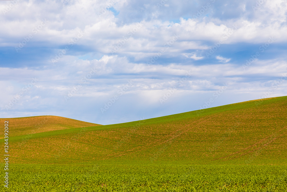 USA, Washington State, Palouse. Pullman. Green wheat fields and blue sky. USA, Washington State, Palouse. Pullman. Green wheat fields and blue sky.