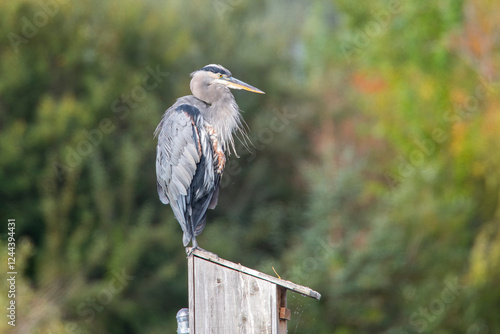 Union Bay Natural Area, Seattle, Washington State, USA. Great Blue Heron at the Yesler Slough. photo