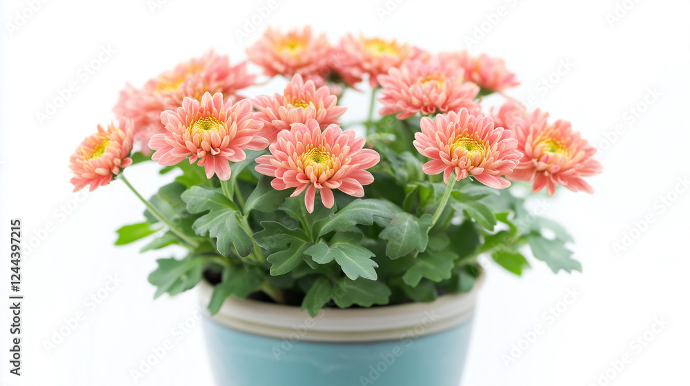 chrysanthemum plants in pot isolated on white background , yellow flowers chrysanthemum plants in pot isolated on white background , yellow flowers
