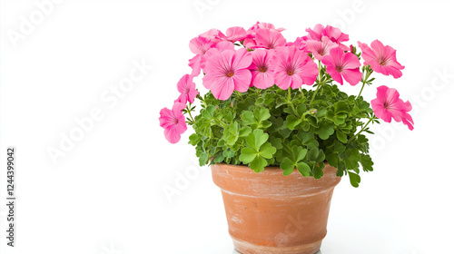 Wallpaper Mural pink geraniums plants in pot isolated on white background ,  Torontodigital.ca