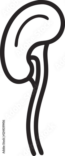 Human kidney with shield isolated on white background. Kidney care concept. Kidney vector art.
