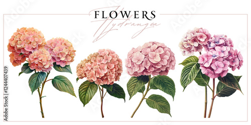 Pink hydrangea flowers isolated on a white background. Vintage painting style illustration.