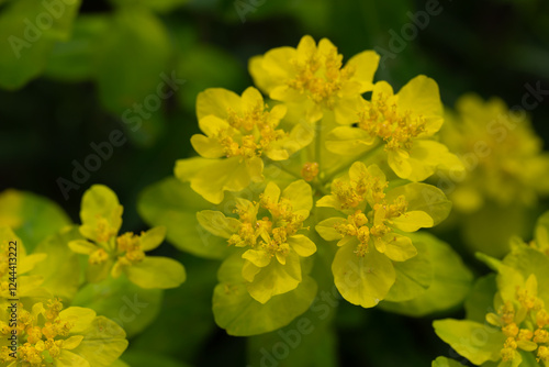 Close-Up of Vibrant Yellow Flowers With Bright Green Foliage in Bloom