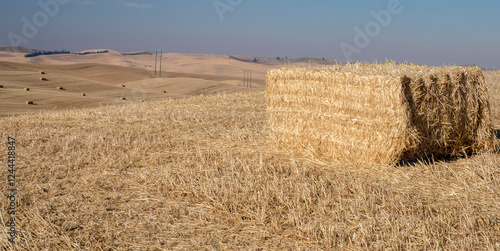 Obraz na plátne Large cut field of wheat and bales at harvest time.