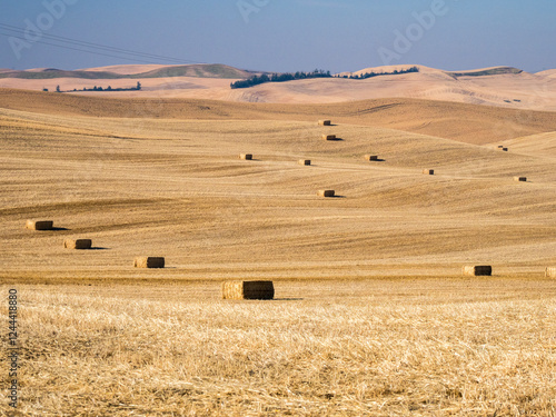 Φωτογραφία Large cut field of wheat and bales at harvest time.