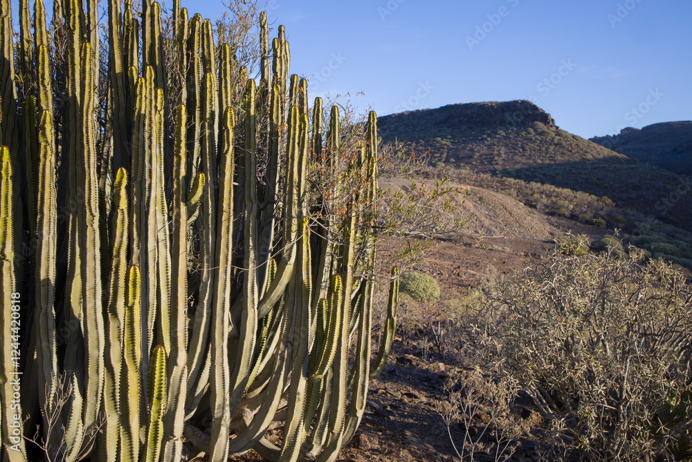 Euphorbia canariensis ,Canary Island spurge on a hillside in Gran Canaria.