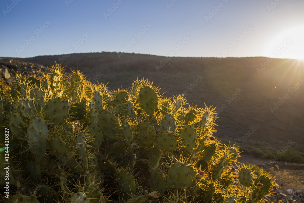 Prickly pear cactus Opuntia with sun glowing behind, highlighting its spines.