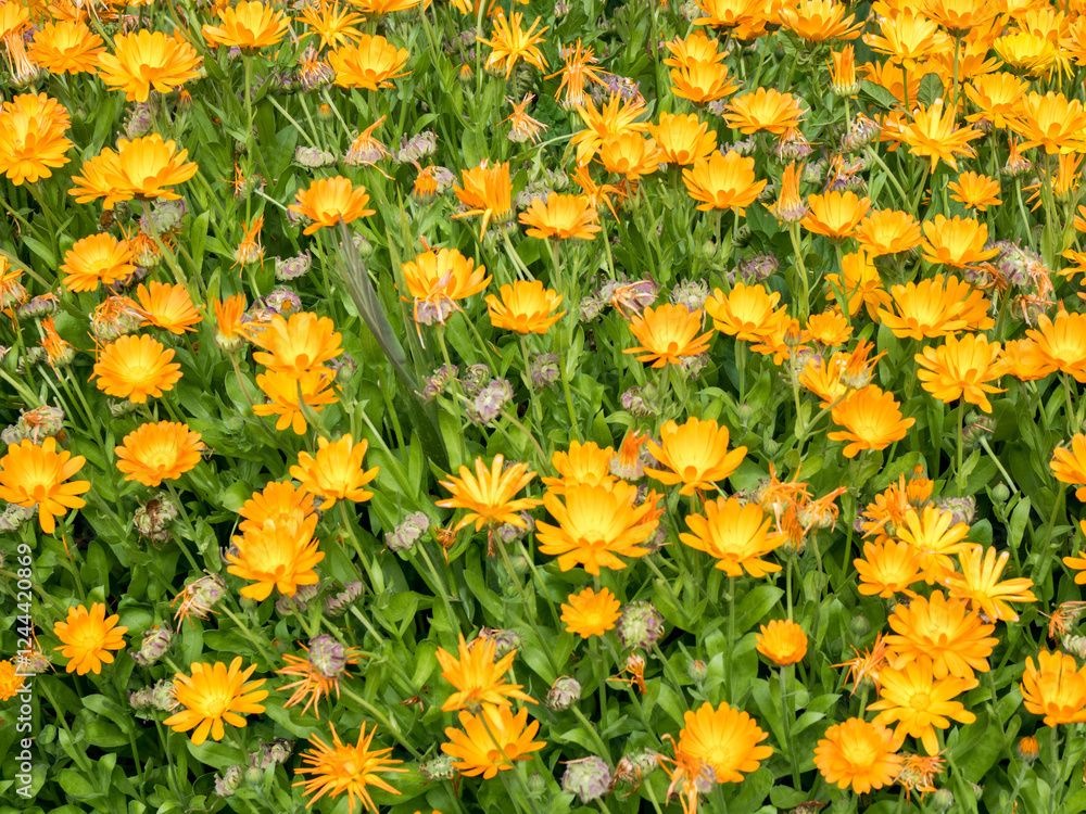 Bright orange calendula flowers blooming in a garden.