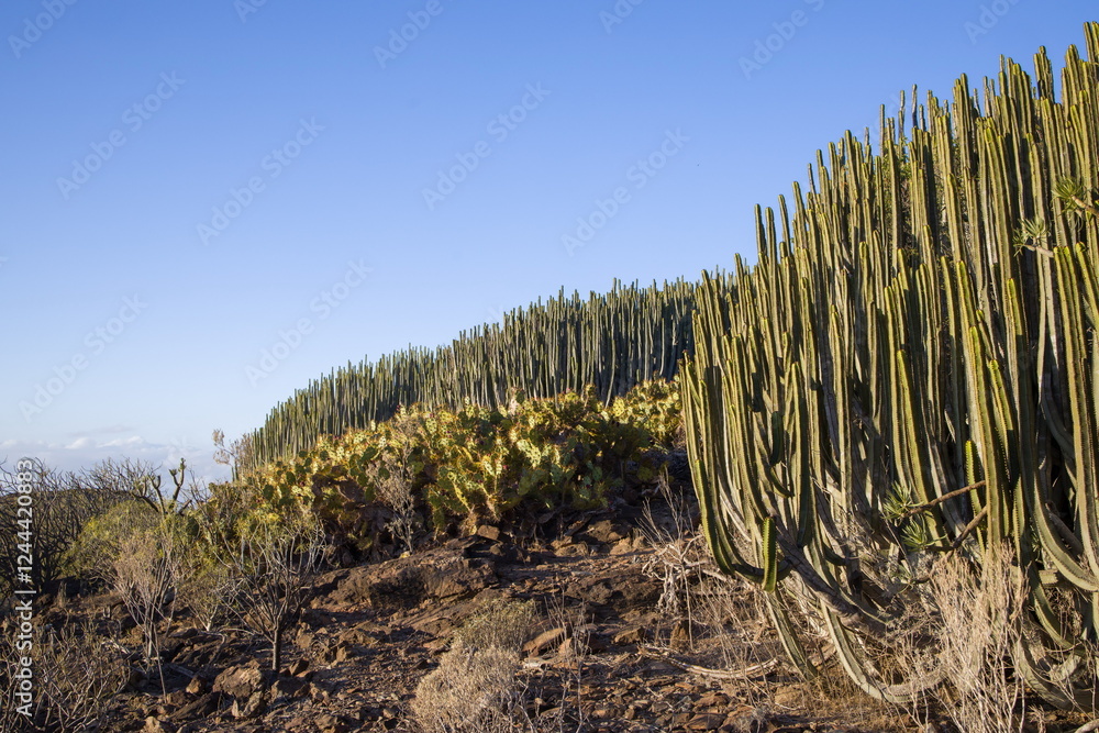 Euphorbia canariensis ,Canary Island spurge on a hillside in Gran Canaria.