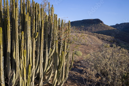 Obraz na płótnie Euphorbia canariensis ,Canary Island spurge on a hillside in Gran Canaria. w salonie