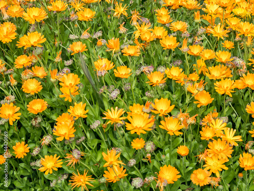 Obraz na płótnie Bright orange calendula flowers blooming in a garden. w salonie