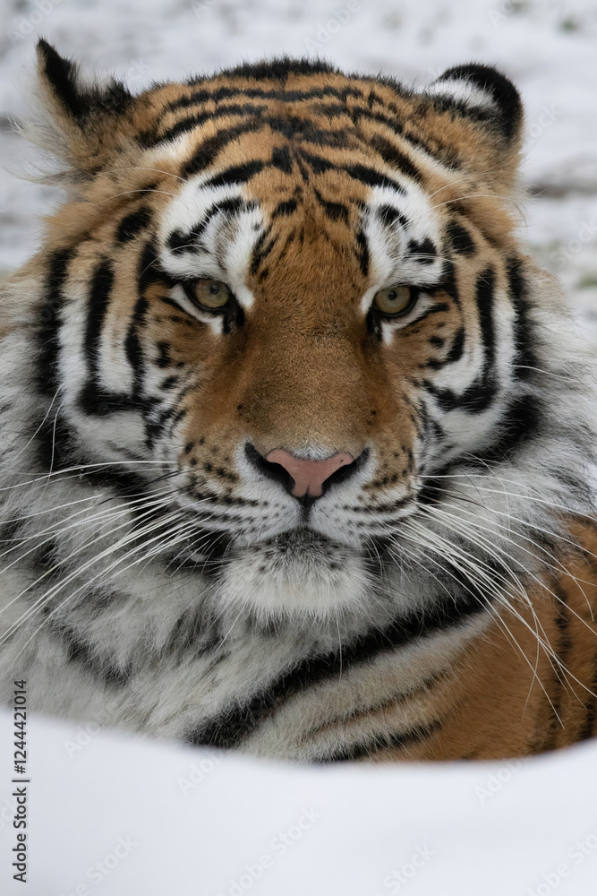 Fototapeta premium siberian tiger in winter - Panthera tigris altaica