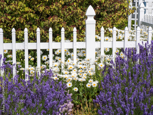 White picket fence with lavender and flowers at a farm near Sequim, Washington State. photo