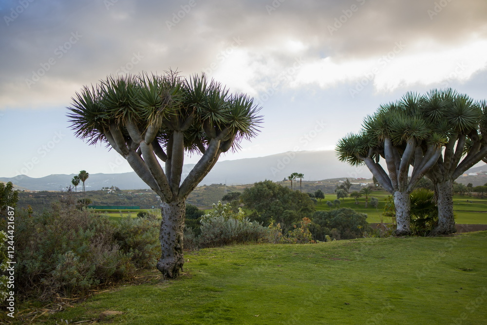 Two majestic dragon trees Dracaena draco in Gran Canaria. Unique trees with umbrella-shaped canopies
