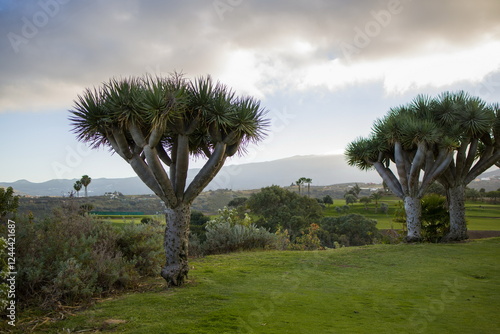 Obraz na płótnie Two majestic dragon trees Dracaena draco in Gran Canaria. Unique trees with umbrella-shaped canopies w salonie