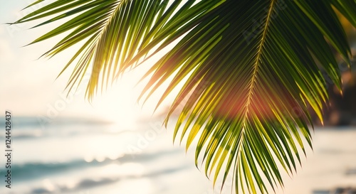 Palm leaves and tropical beach close up.