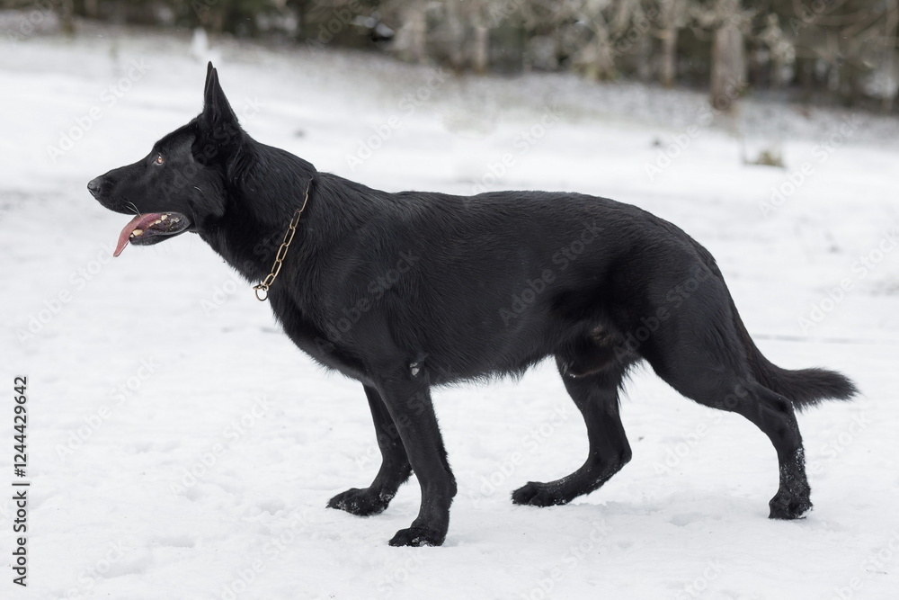 Black dog German Shepherd standing in the snow with its tongue out.