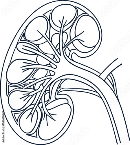 Human kidney with shield isolated on white background. Kidney care concept. Kidney vector art.