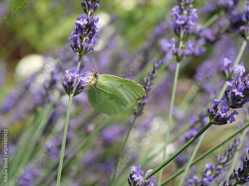 Latolistek kleopatra (Gonepteryx cleopatra) na kwitnącej lawendzie (Lavandula angustifolia)  photo