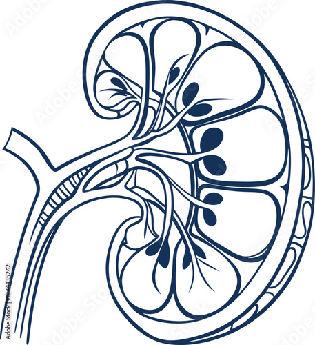 Human kidney with shield isolated on white background. Kidney care concept. Kidney vector art.