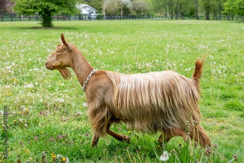 Issaquah, Washington State, USA. Adult female golden guernsey walking in a me...