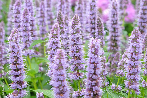 Pale purple Mexican giant hyssop Agastache ‘Blue Fortune’ in flower.