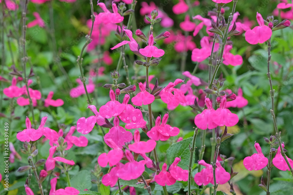 Obraz premium Bright pink Salvia microphylla ‘Cerro Potosí’, also known as baby sage, in flower.