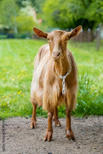 Issaquah, Washington State, USA. Female golden guernsey with a meadow behind ...