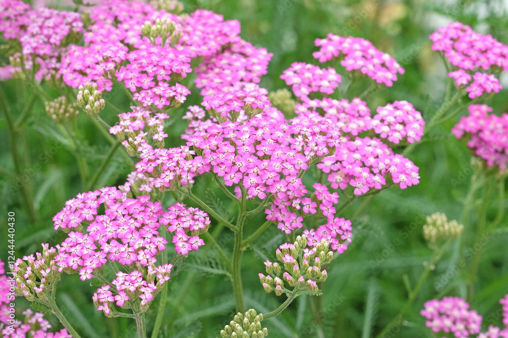 Achillea millefolium, Pink common yarrow ‘Cerise Queen’ in flower. Achillea millefolium, Pink common yarrow ‘Cerise Queen’ in flower.