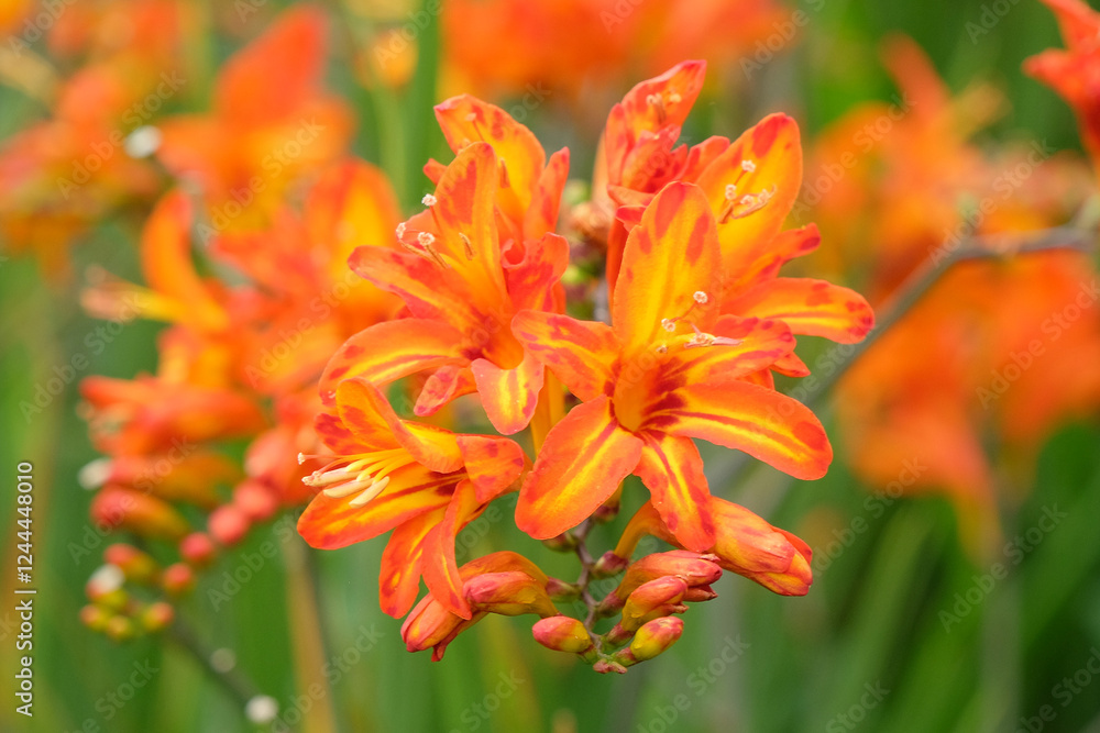 Orange and yellow Crocosmia, also known as montbretia, ‘Firestars Scorchio’ in flower. Orange and yellow Crocosmia, also known as montbretia, ‘Firestars Scorchio’ in flower.